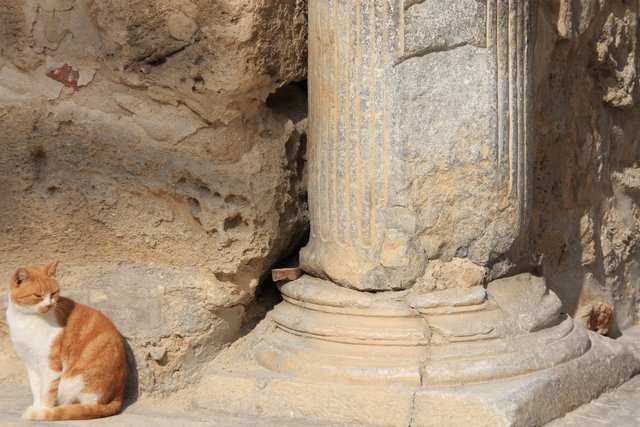20090131_tunisiatrip_18_sousse_cat1